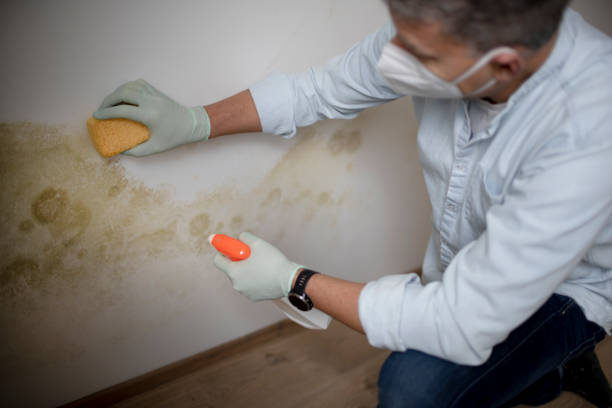 Best DIY Mold Remediation Support Services in Woodbine, NJ
