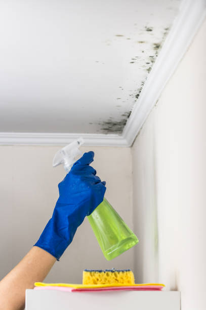 Best Preventive Mold Services in Woodbine, NJ